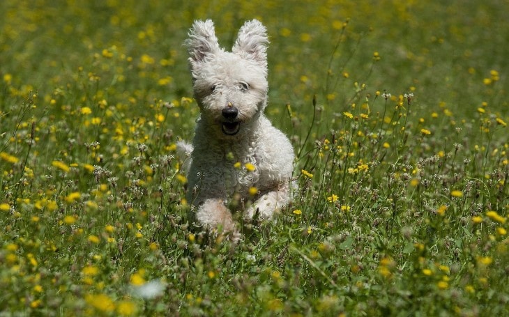 Pumi Dog Running