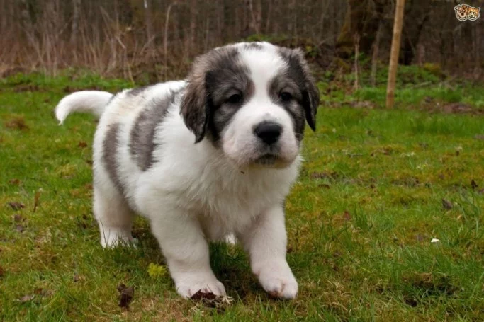 Pyrenean MAstiff Puppies Tend To Grow Fast
