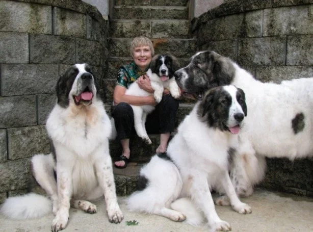 Pyrenean Mastiff Go Along With Other Dogs 