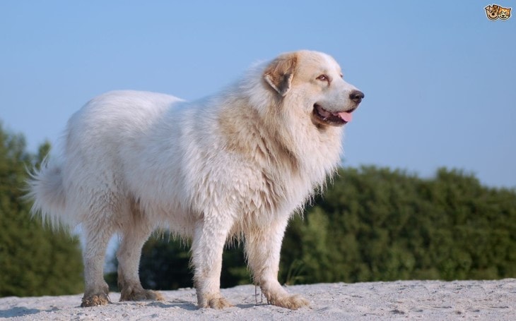 pyrenees mastiff dog