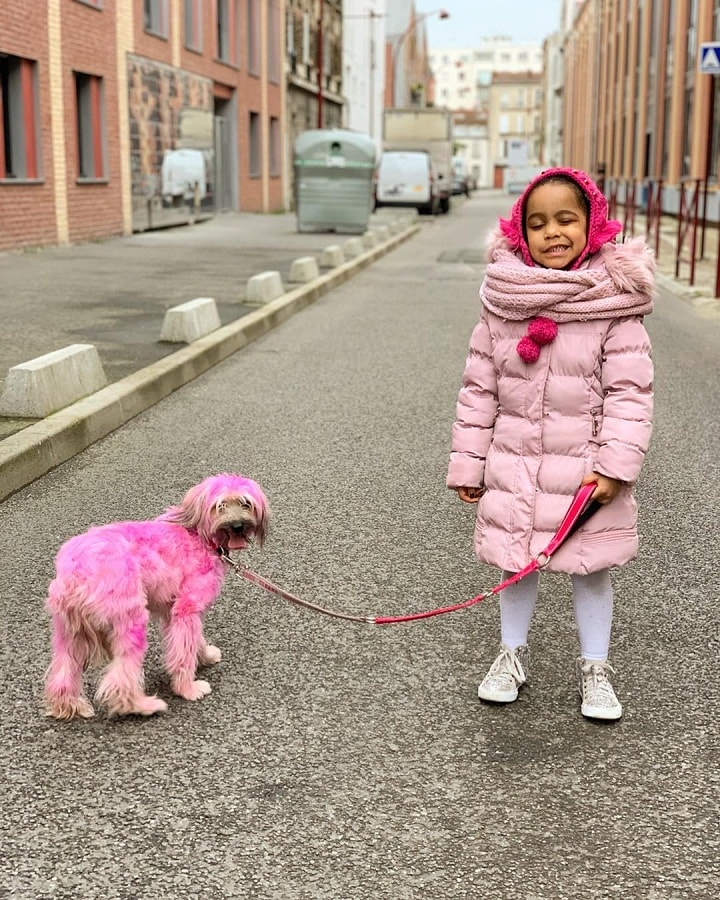 Pyrenean Shepherd is child friendly