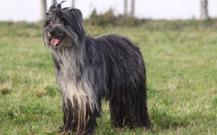 pyrenean sheepdog long haired