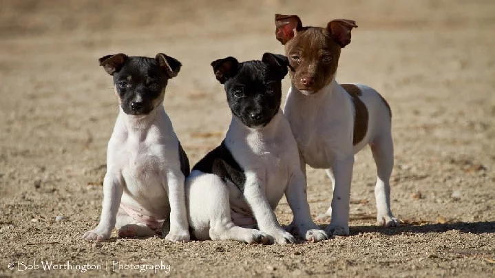 Rat Terrier Puppy cost