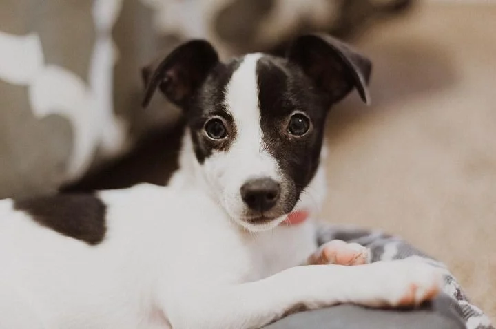 Rat Terrier Puppy Cost