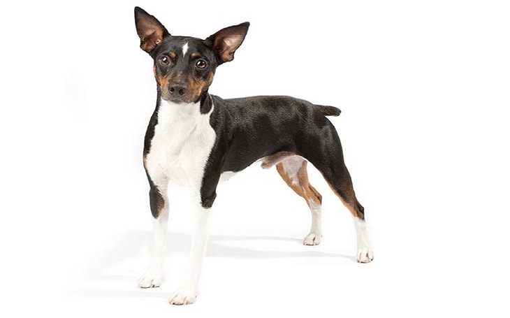 Rat Terrier History, Behaior