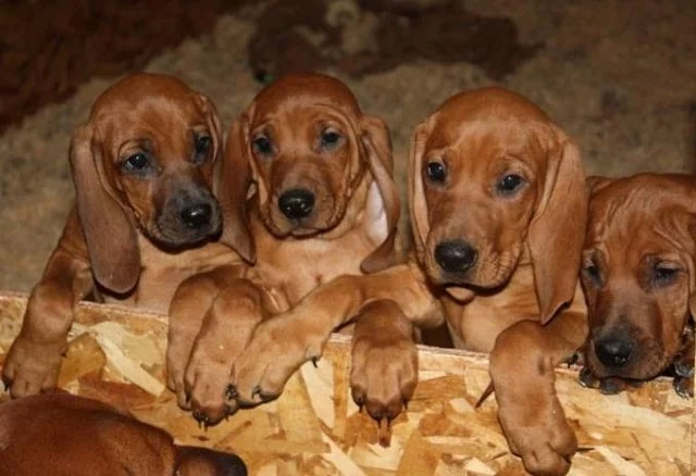 Redbone Coonhound Puppy Cost