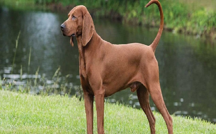 are redbone coonhounds good with children