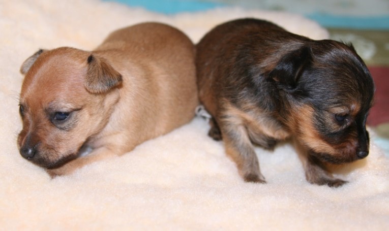 Russian Toy Puppies Are Very Boisterous