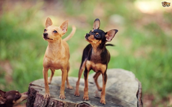 russian toy terrier dog