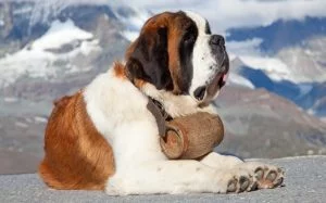 Saint Bernard Are Large-Sized Dogs