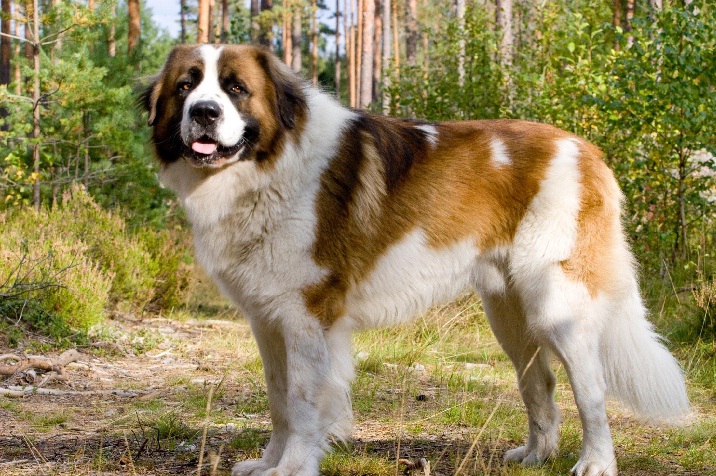 Saint Bernard similar dog to leonberger