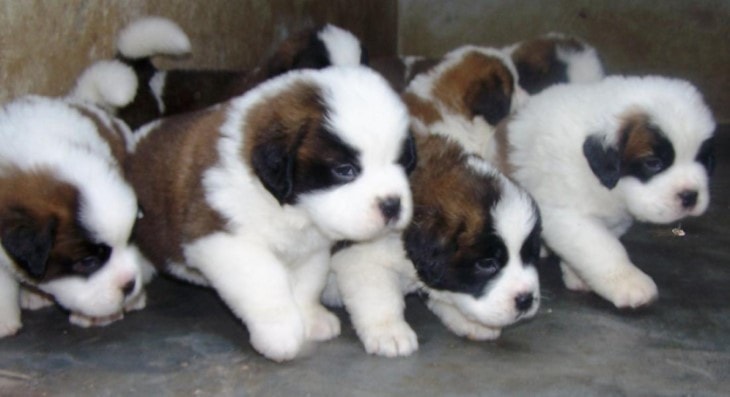Saint Bernand Puppies Should Be Train The Day You Bring Them Home