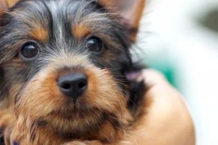 Silky Terrier similar dog to Maltese