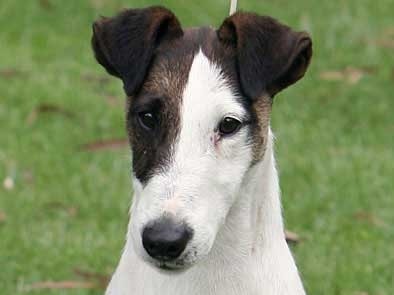 Smooth Fox Terrier Similar dog to Rat Terrier