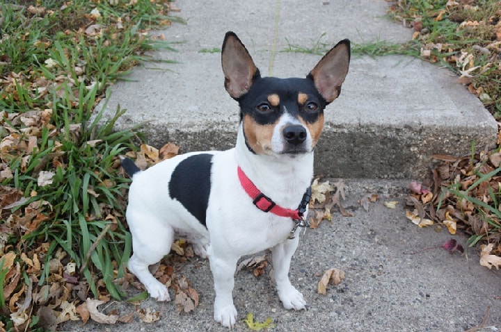 teddy roosevelt rat terrier for sale