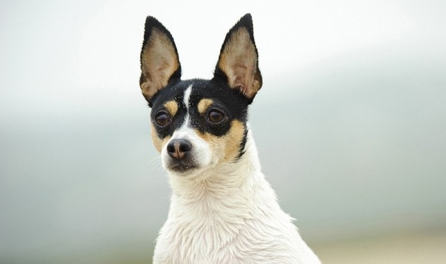 Toy Fox Terrier Similar dog to Rat Terrier