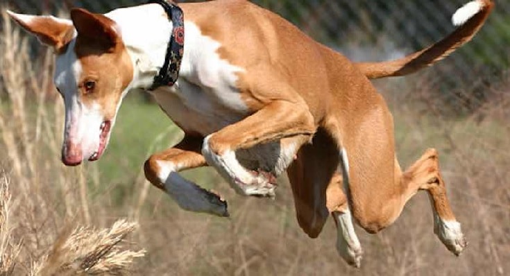 Ibizan Hound Jumping. 