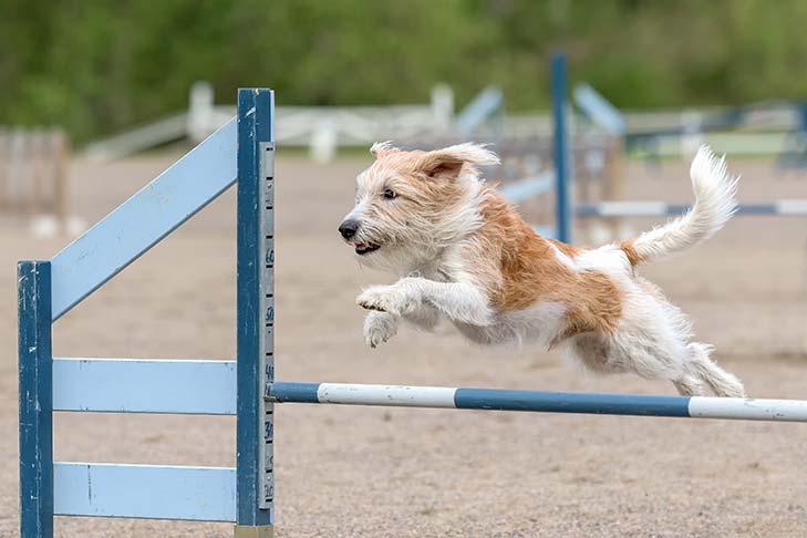 Kromfohrlander agility training.