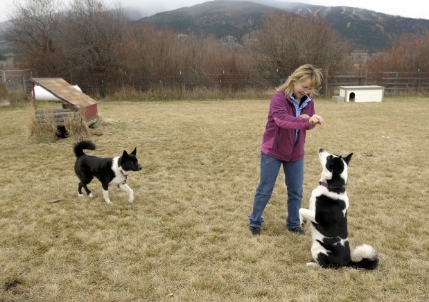 Karelian Bear Dog Training Session.