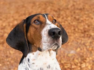 Treeing Walker Coonhound which is similar to Redbone Coonhound