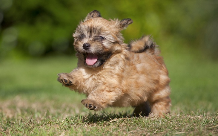 A Lakeland Terrier puppy running.