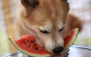 A dog eating watermelon.