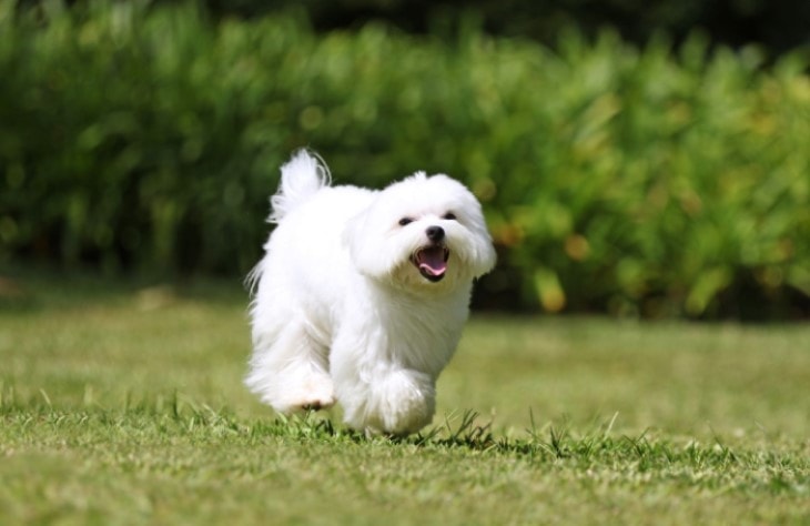 Affenpinscher  Are Also Known As Monkey Terrier