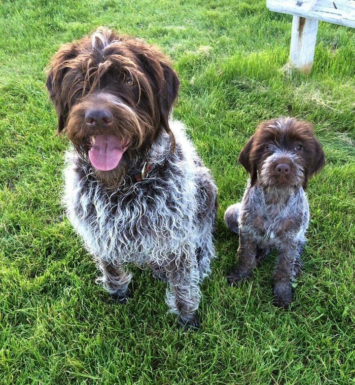 Wirehaired Pointing Griffon which is similar to Otterhound