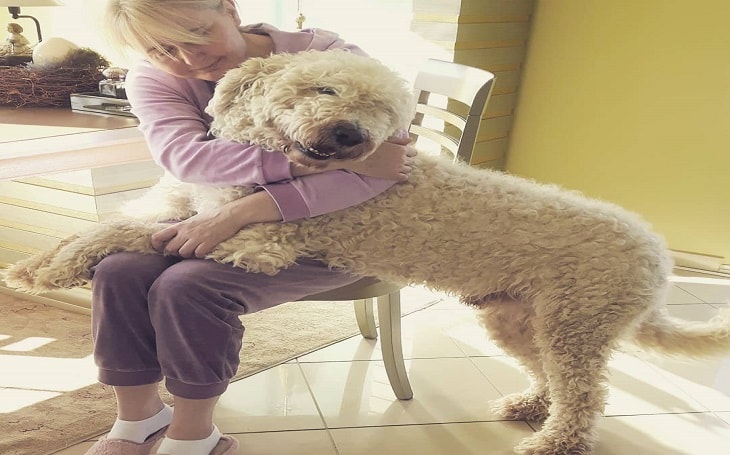 developmental stages of Komondor puppies