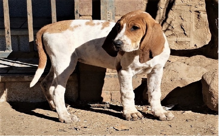 facts of american english coonhound dog