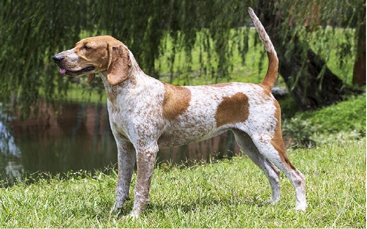 facts of american english coonhound dog