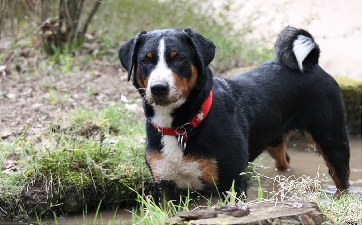 can a appenzeller sennenhund guard a home