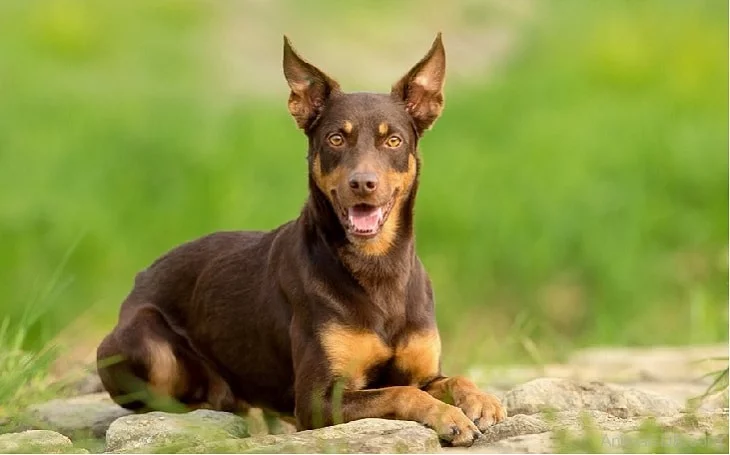temperament of australian kelpie dog