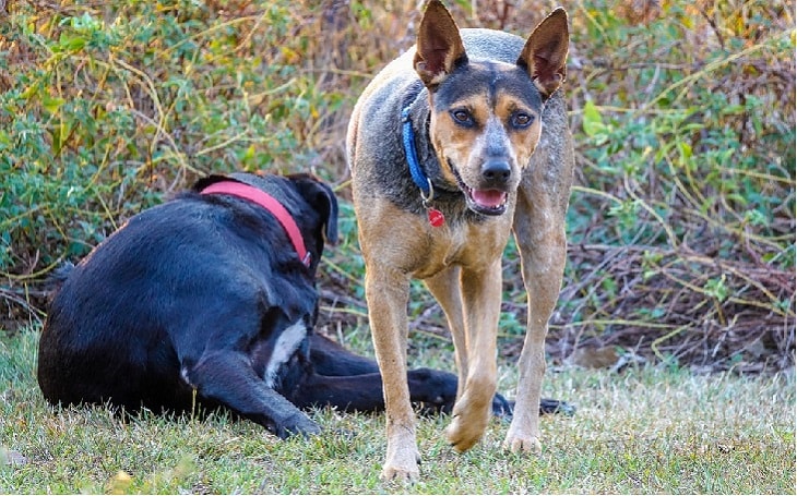 temperament of australian kelpie