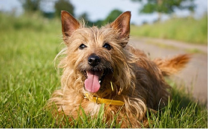 temperament of australian terrier dog