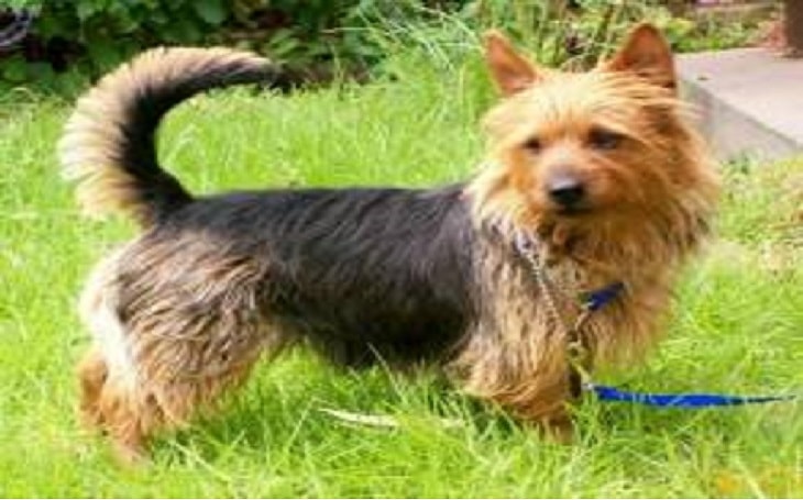 temperament of australian terrier dog