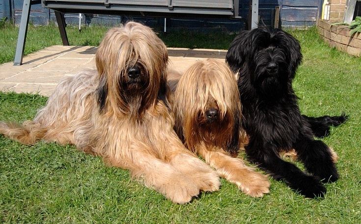 briard in not