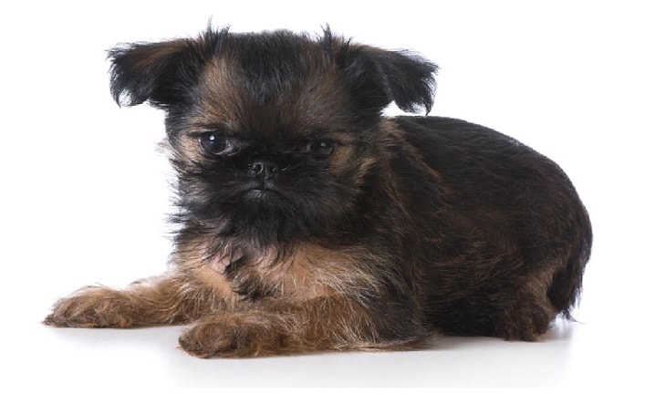 temperament of Brussels Griffon dog