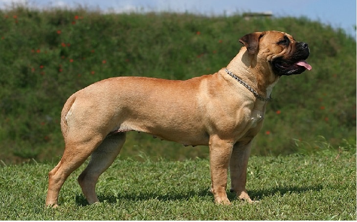 bullmastiff dog