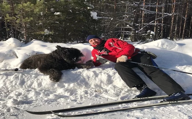 temperament of Buvier des Flandres