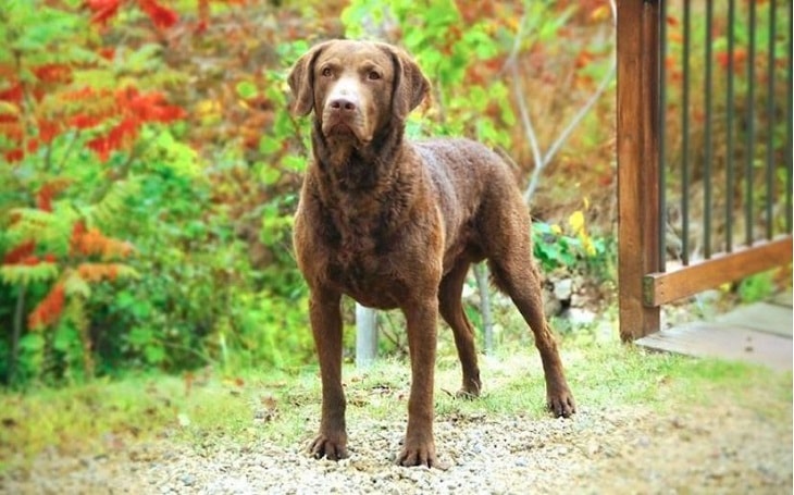 health issues of chesapeake bay retriever dog