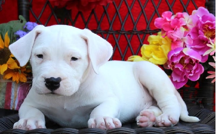 personality of dogo argentino