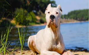 health issues of dogo argentino dog