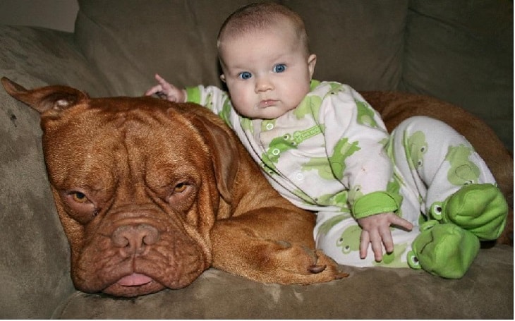 does the dogue de bordeaux love children