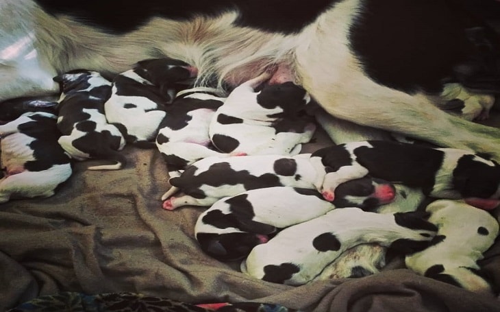 puppies taking mother's warmth