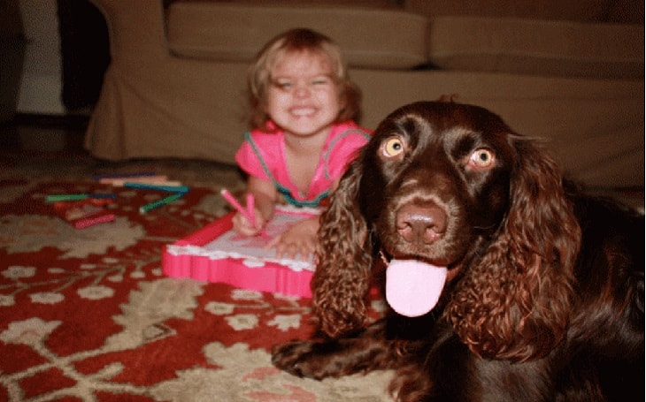 facts of Field Spaniel