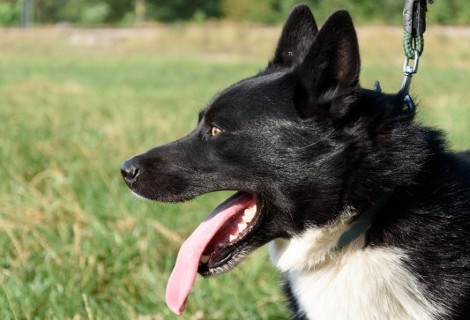 Karelian Bear Is An active And  Intelligent Breed