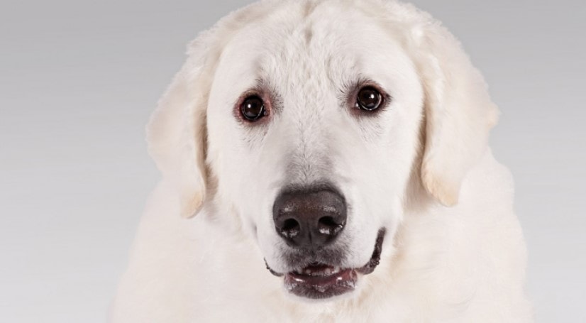 Kuvasz Is A Large Dog Breeds