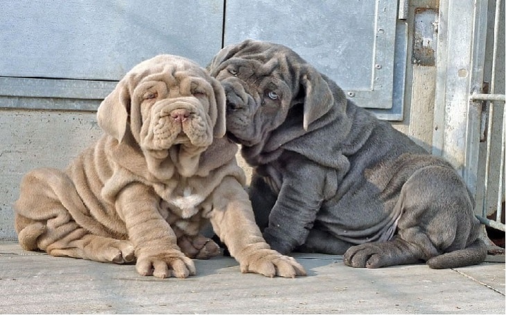 temperament of Neapolitan Mastiffs