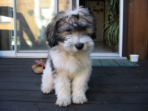 Polish Lowland Sheepdog Need Early Training